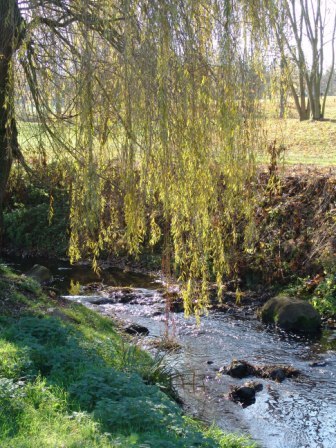 EN PASSANT PAR LA FORÊT