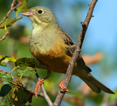 Sortie Nature LPO :  Observation des Passereaux et des Oiseaux d’Eau