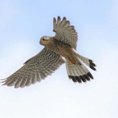 Conférence : Les oiseaux d’Île-de-France, et ceux de Paris-Orly