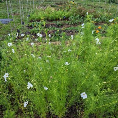 Fête de la Nature en Val-de-Marne