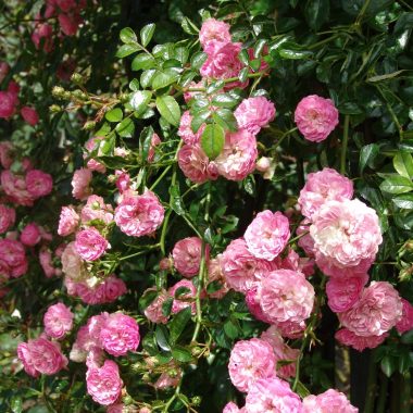 Rendez-vous aux Jardins à la Roseraie du Val-de-Marne