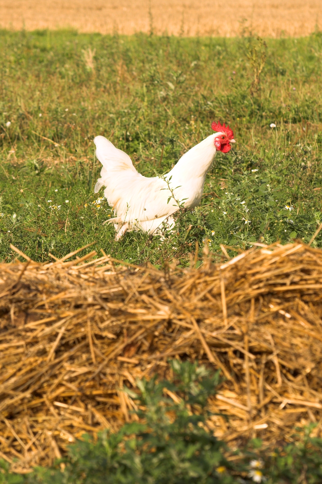 SENTIER D’INTERPRÉTATION AGRICOLE DU PLATEAU BRIARD