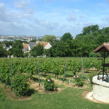 VIGNES DE SUCY-EN-BRIE