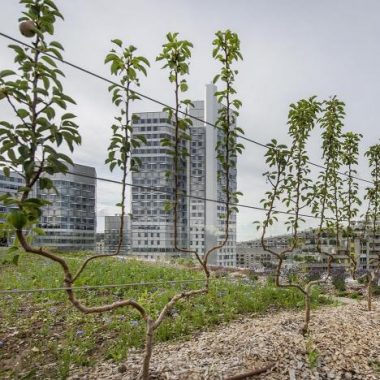 À la découverte de l’agriculture au sein de la Ferme urbaine de Métal 57