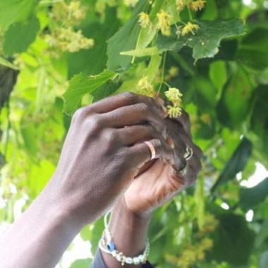 À la découverte des plantes médicinales avec Franswa Tibère : rencontre et dégustation