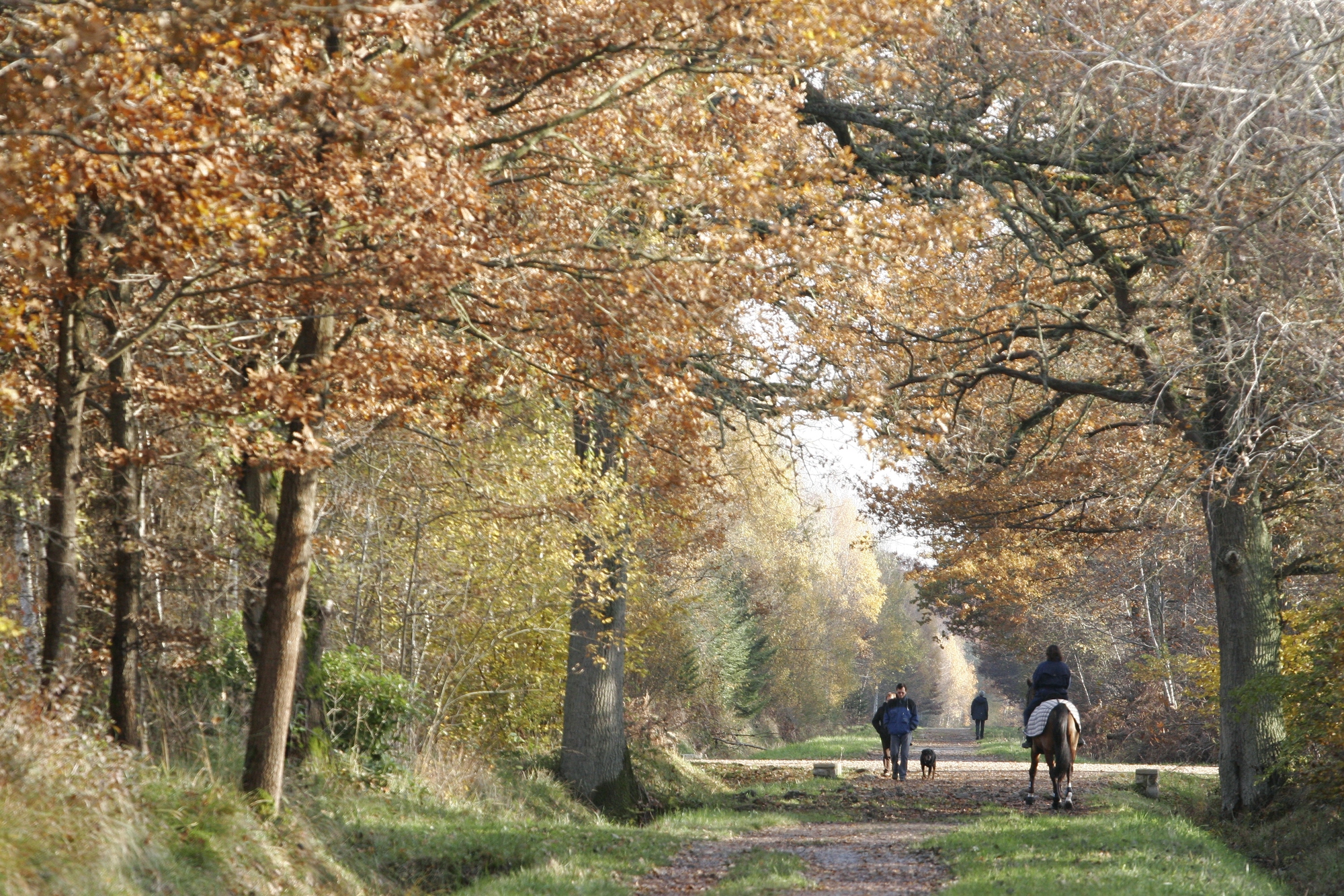 CENTRE EQUESTRE DE LA CARTOUCHERIE