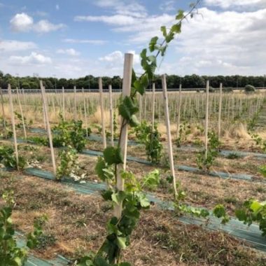 Atelier –  Conduite de la vigne au Domaine viticole de Paris Gravelle