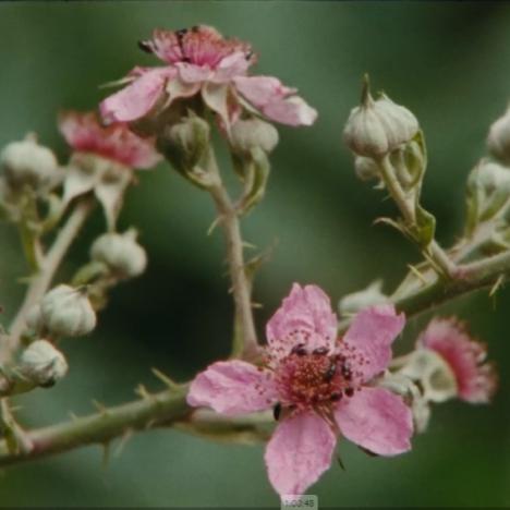 Atelier enfant – Fabrication d&rsquo;un herbier au Crédac