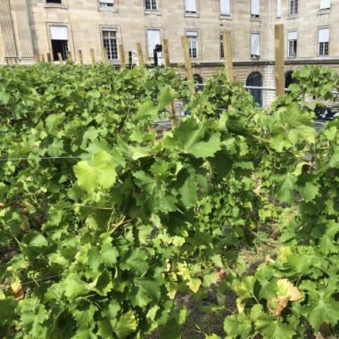 Atelier-Initiation à la viticulture sur les toits de Paris