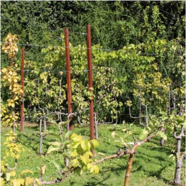 Atelier « le jardin à boire » : fabrique ta boisson