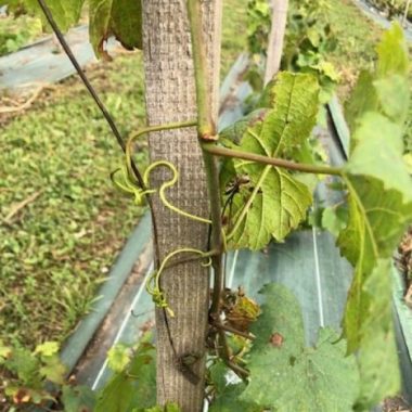 Atelier – Travaux en vert sur les vignes du Domaine viticole de Paris Gravelle