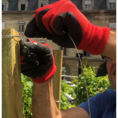 Atelier-travaux en vert sur les vignes en toiture du Marais