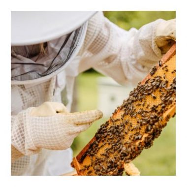 Découvrez le rôle essentiel des abeilles au cœur d’Issy-les-Moulineaux !