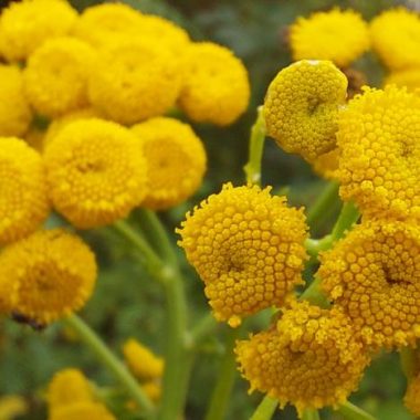 Balade botanique : les plantes sauvages comestibles et toxiques