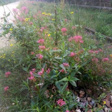 Balade botanique sur la petite ceinture du 12e arrondissement