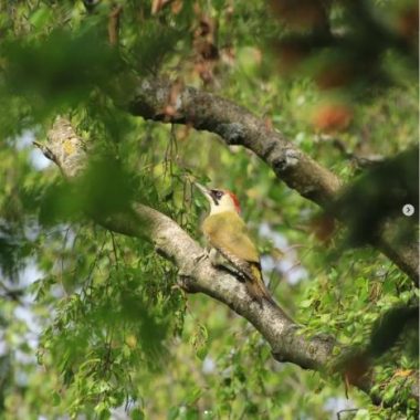Balade découverte des oiseaux avec Nature et Société
