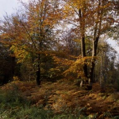 Ce que la forêt nous enseigne au potager- La Végétale