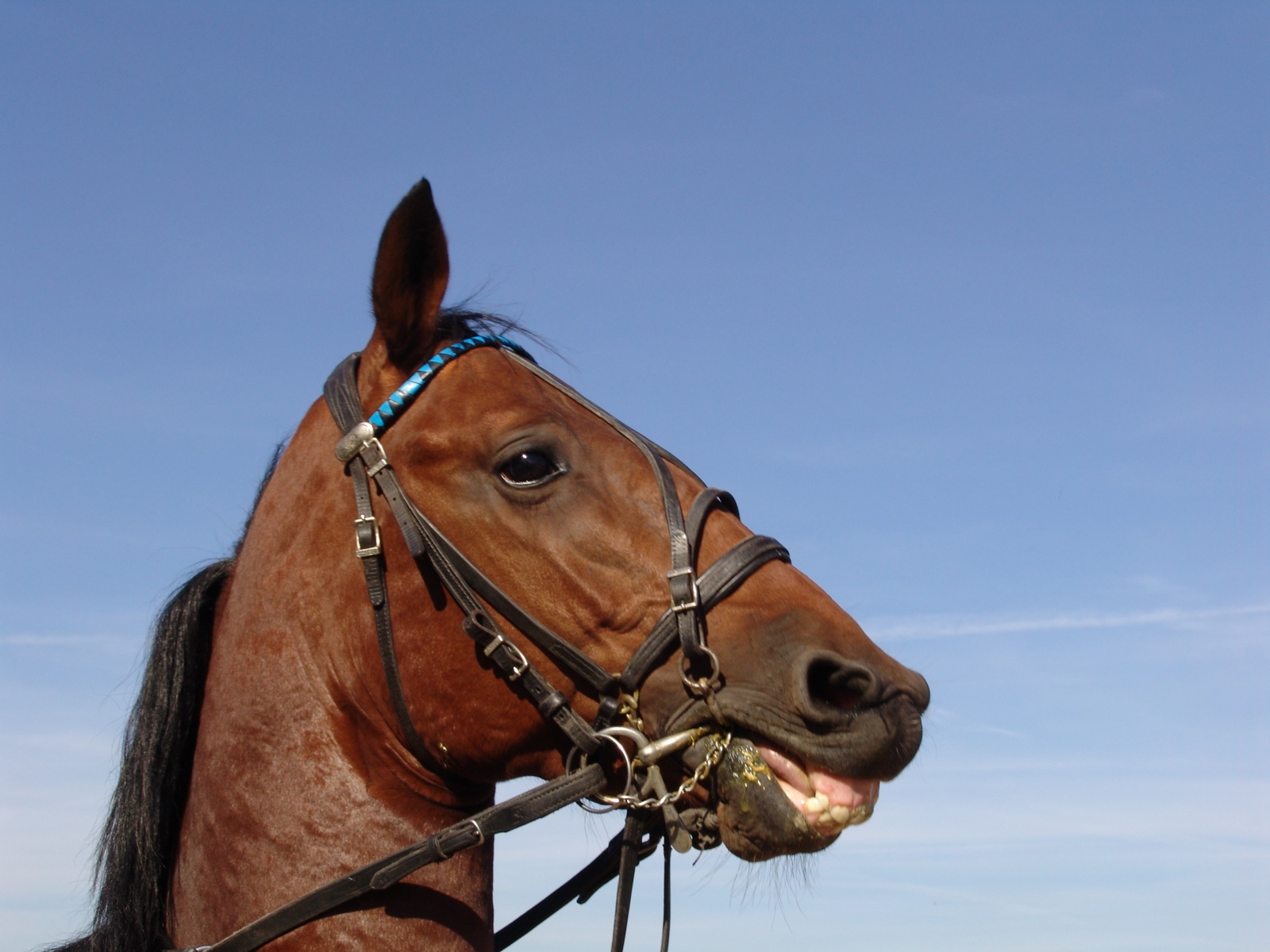 Centre d'entraînement des trotteurs de Grosbois