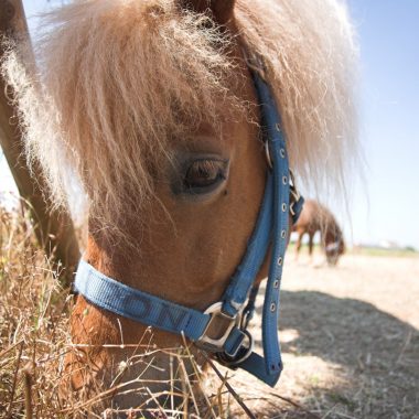 PONEY CLUB ET CLUB HIPPIQUE DE VITRY (TOUS EN SELLE)