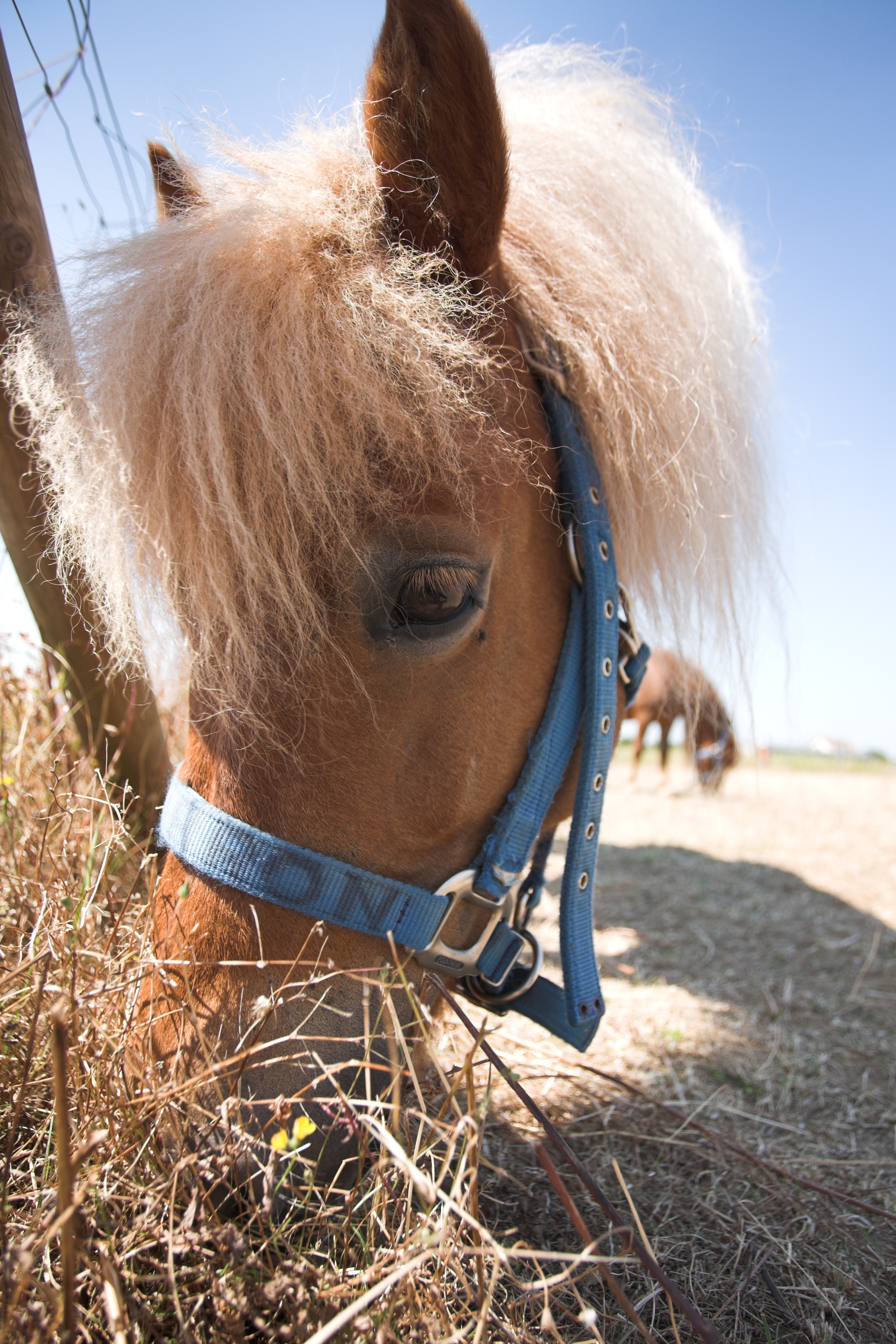 TROTTIN – PONEY AU LAC DAUMESNIL