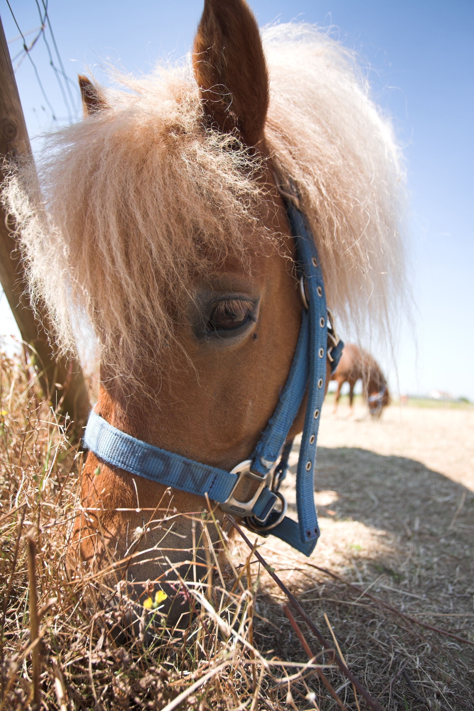 PONEY CLUB SAINT-VICTOR