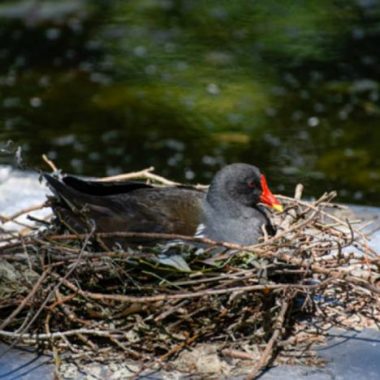 Découverte de la biodiversité du parc de Bercy