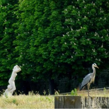Fête de la Nature : comptage des oiseaux à Saint-Cloud