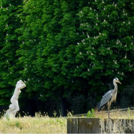 Fête de la Nature : comptage des oiseaux à Saint-Cloud