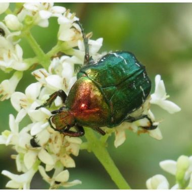 Le monde des insectes de Jean-Henri Fabre au Bois de Vincennes