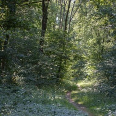 Jeu de piste en forêt de la Grange