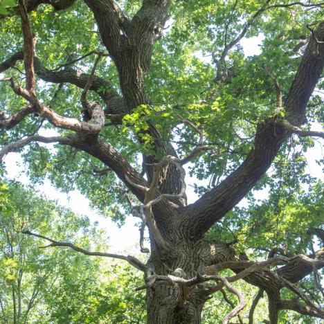 L’arbre en ville : un patrimoine à préserver – Yerres - 0