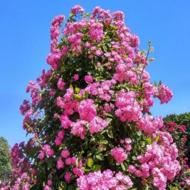 La Roseraie du Val-de-Marne : un jardin remarquable