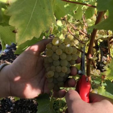 Les vignes du bois de Vincennes, le plus grand vignoble de Paris