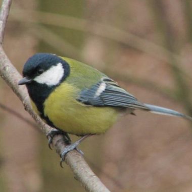 Les oiseaux du Bois de Vincennes