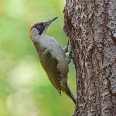 Les oiseaux du Parc Montsouris à Paris