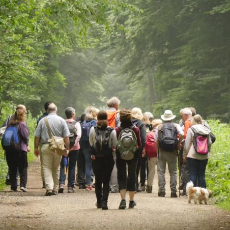Marche en Vallée de la Bièvre : nature, bois et horizons printaniers
