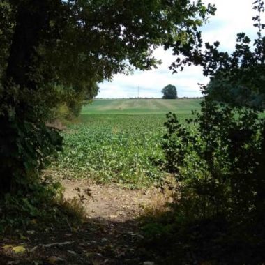 Les couleurs de la lisière, marche sur la Végétale et le Sentier Métropolitain du Grand Paris