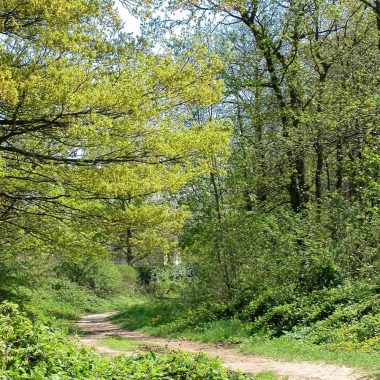 MASSIF FORESTIER DE L’ARC BOISÉ – CONSEIL DÉPARTEMENTAL DU VAL DE MARNE