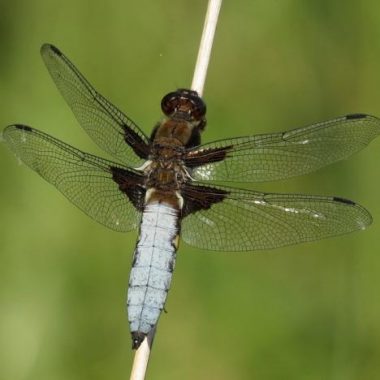 Observation des libellules du Bois de Vincennes