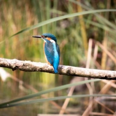 Découverte des oiseaux du lac de Créteil