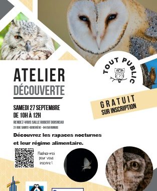 Atelier – Rapaces nocturnes et leur régime alimentaire