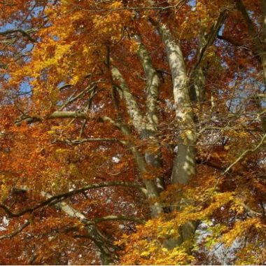 Reconnaître les arbres-Parc Floral, Bois de Vincennes