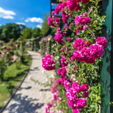 Les rendez-vous de l’été à la Roseraie du Val-de-Marne