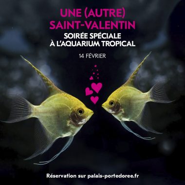 Une (autre) Saint-Valentin à l&rsquo;Aquarium Tropical