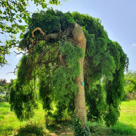 Symbolique et vertus thérapeutiques  des arbres de l’Arboretum de Paris - 0