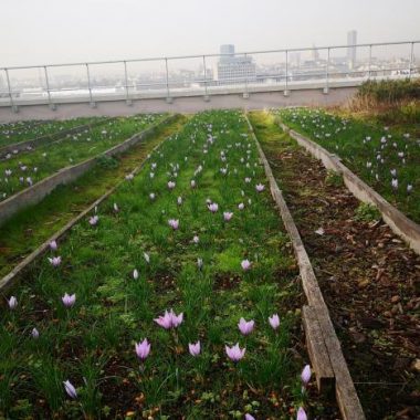 Les terrasses cultivées de l’Opéra Bastille : du safran sur les toits