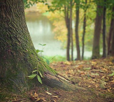 Les Rendez-Vous en Forêt