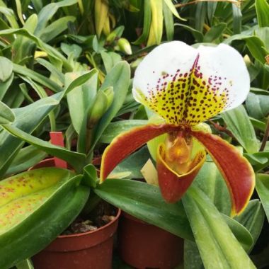 Les serres Vacherot et Lecoufle, pionniers de la culture d’orchidées
