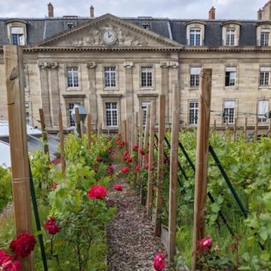 Le premier vignoble en toiture de Paris – Le Marais