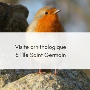 Visite guidée ornithologique sur l’île Saint-Germain